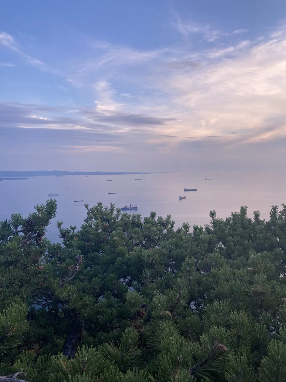 La vista sul mare dalle cime degli alberi, alla luce calda