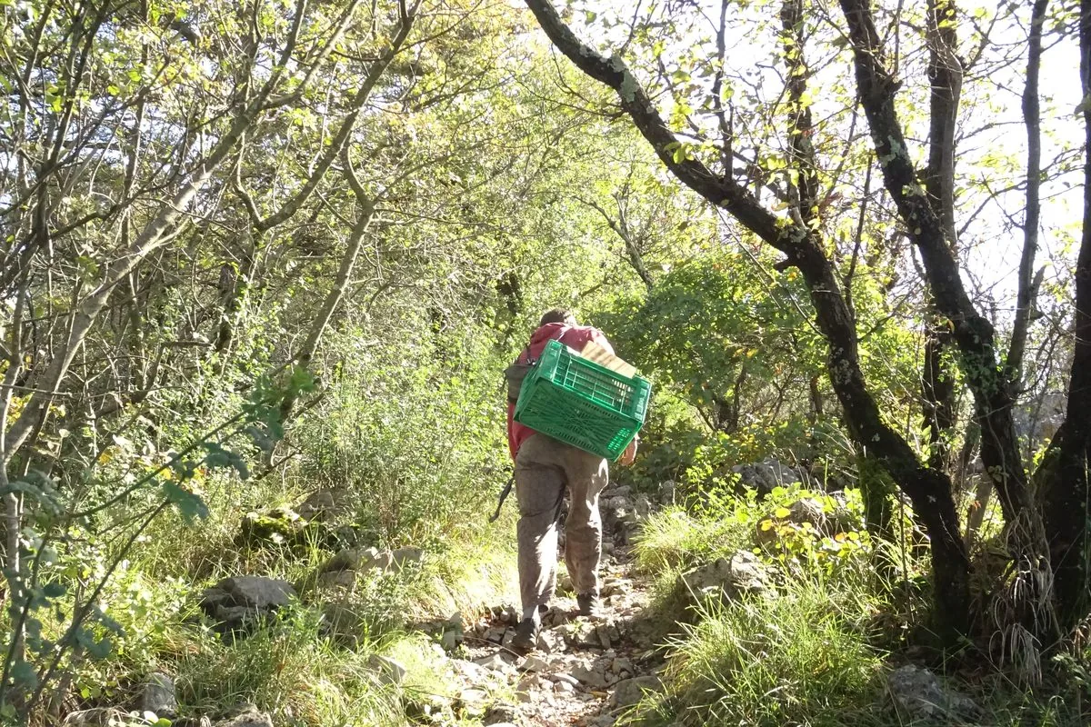Salita nel bosco con la cassetta in spalla verso il campo